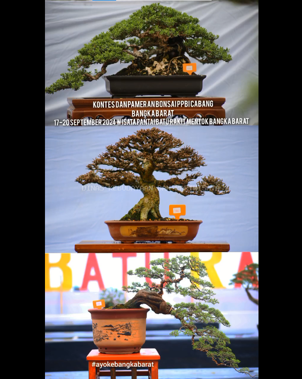 PAMERAN & KONTES BONSAI NASIONAL